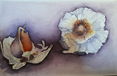Chrissy F, Garlic cloves, watercolour.